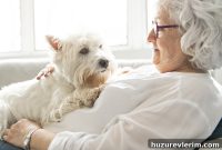 Can Pets Slow Cognitive Decline in Solo Agers?